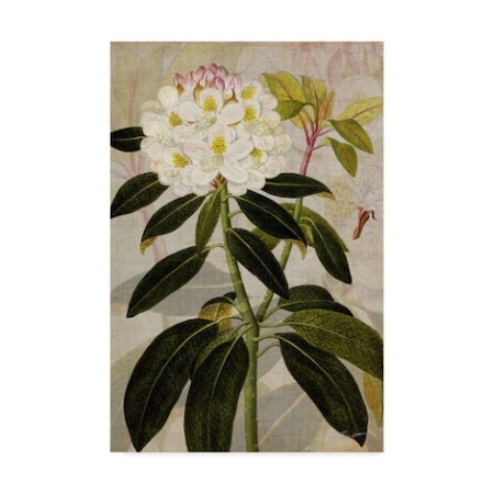 John Butler 'Rhododendron I' Canvas Art,22x32